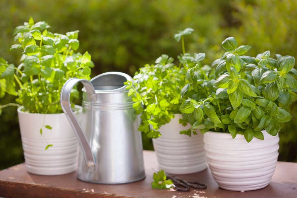 tips-for-growing-a-herb-garden tips-for-growing-a-herb-garden