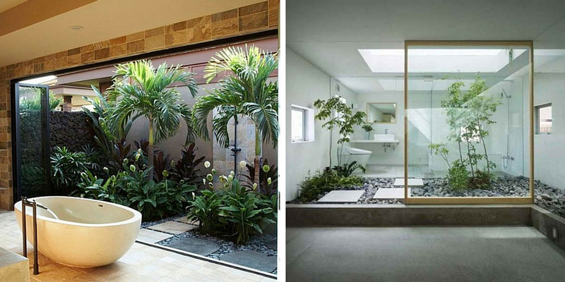 photos of plants indoors