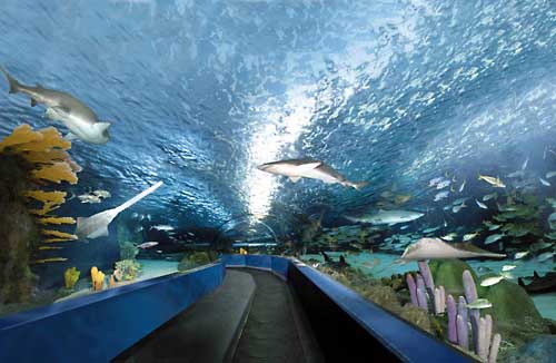Ripley s Aquarium 010
