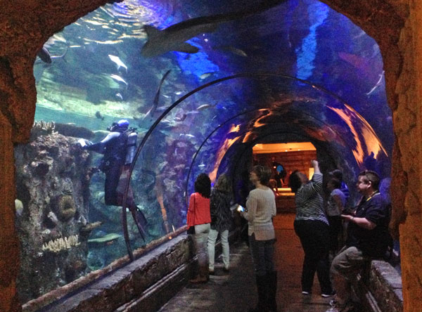 shark-reef