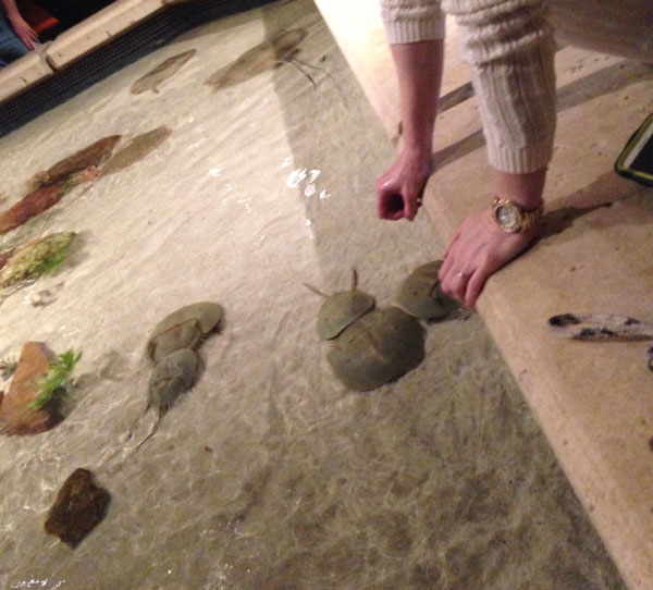 shark-reef2