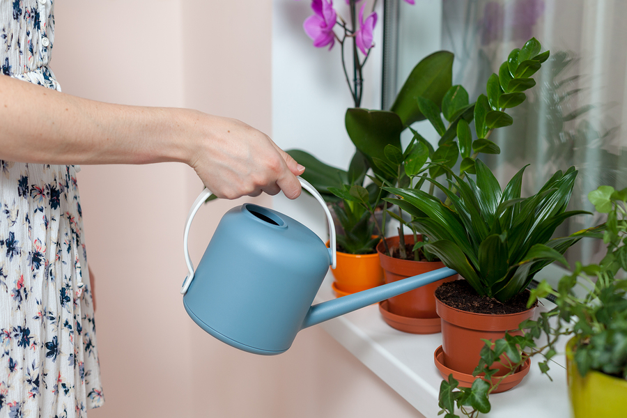 bigstock The Girl Florist Watered The H 244072906
