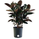rubber plant
