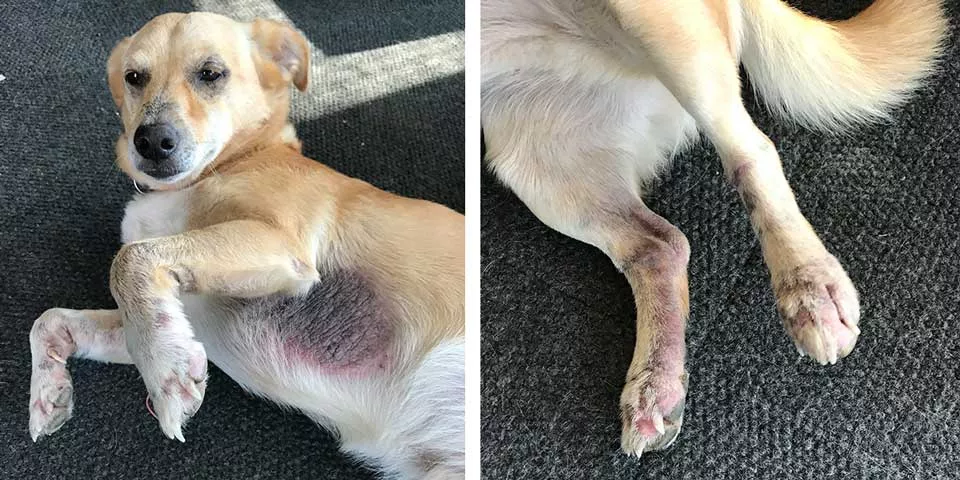 dog fall allergy