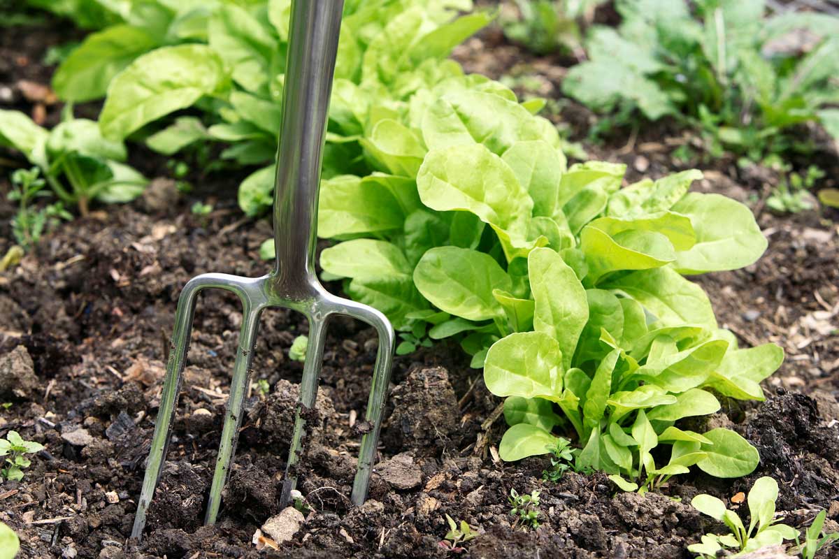 1684793 garden lettuce