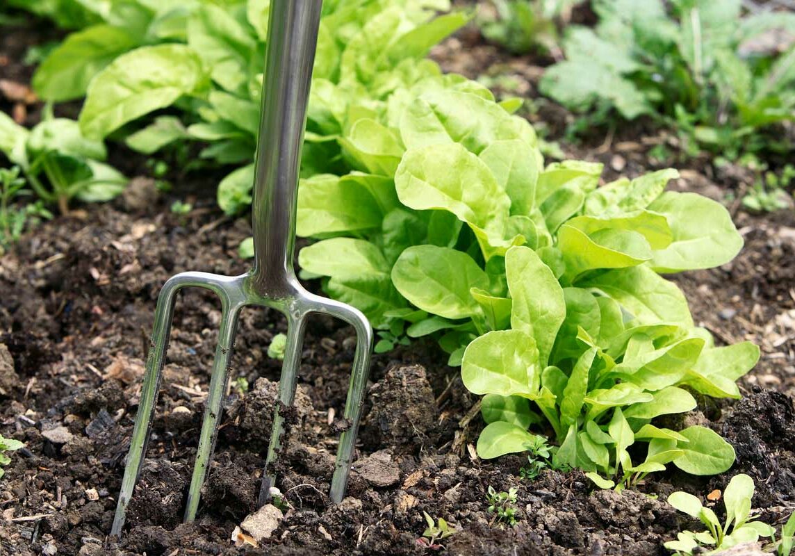 1684793-garden-lettuce