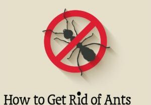 get rid of Ants