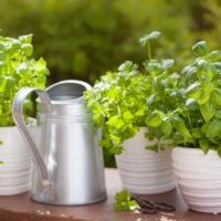tips-for-growing-a-herb-garden